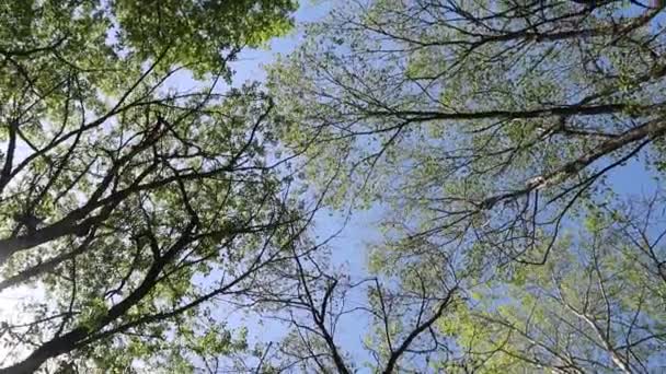 Árvores Floresta Com Céu Azul Fundo — Vídeo de Stock