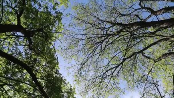 배경에 하늘숲의 — 비디오
