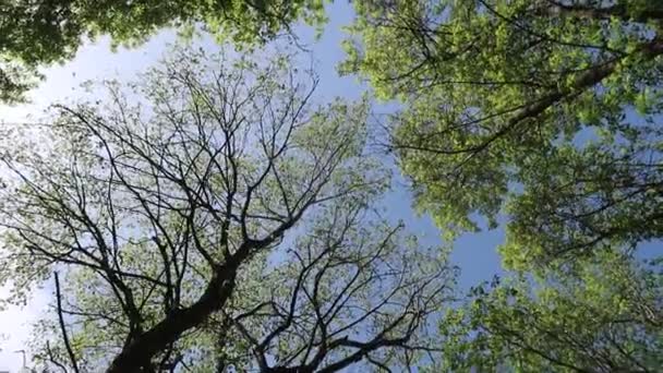 Árboles Bosque Con Cielo Azul Fondo — Vídeo de stock