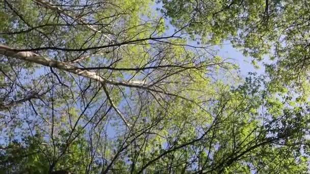 Bomen Het Bos Met Blauwe Hemel Achtergrond — Stockvideo