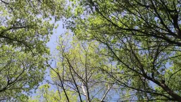 Bomen Het Bos Met Blauwe Hemel Achtergrond — Stockvideo