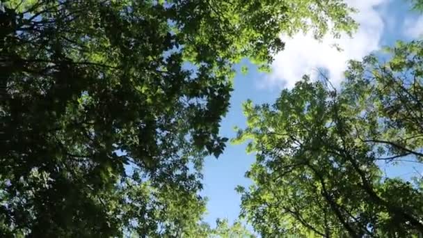 Árvores Floresta Com Céu Azul Fundo — Vídeo de Stock