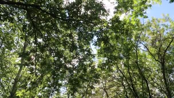 Bäume Wald Mit Blauem Himmel Hintergrund — Stockvideo