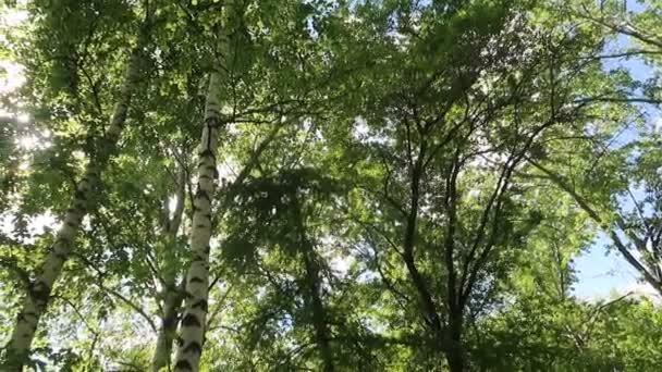 Alberi Nella Foresta Con Cielo Blu Sullo Sfondo — Video Stock