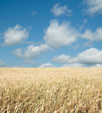 Buğday tarlası ve bulutlu mavi gökyüzü