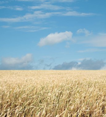 Buğday tarlası ve bulutlu mavi gökyüzü