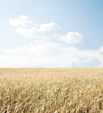 Buğday tarlası ve bulutlu mavi gökyüzü