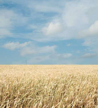 Buğday tarlası ve bulutlu mavi gökyüzü