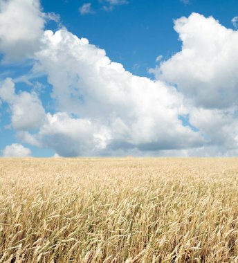 Buğday tarlası ve bulutlu mavi gökyüzü