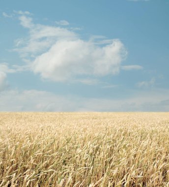 Buğday tarlası ve bulutlu mavi gökyüzü