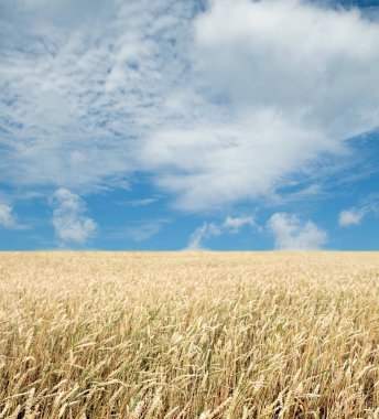 Buğday tarlası ve bulutlu mavi gökyüzü