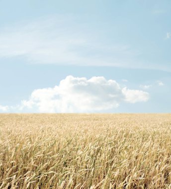 Buğday tarlası ve bulutlu mavi gökyüzü
