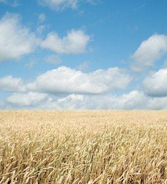 Buğday tarlası ve bulutlu mavi gökyüzü