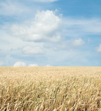 Buğday tarlası ve bulutlu mavi gökyüzü