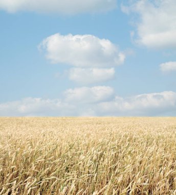 Buğday tarlası ve bulutlu mavi gökyüzü