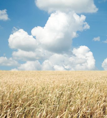 Buğday tarlası ve bulutlu mavi gökyüzü