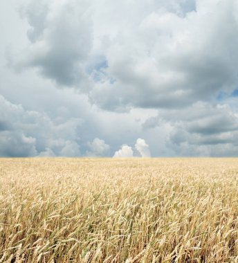 Buğday tarlası ve bulutlu mavi gökyüzü