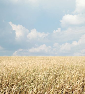 Buğday tarlası ve bulutlu mavi gökyüzü