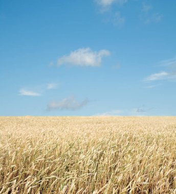 Buğday tarlası ve bulutlu mavi gökyüzü