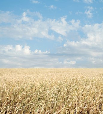 Buğday tarlası ve bulutlu mavi gökyüzü
