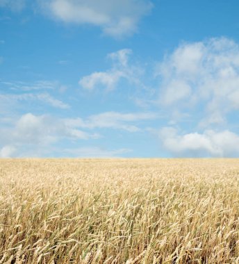 Buğday tarlası ve bulutlu mavi gökyüzü