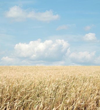 Buğday tarlası ve bulutlu mavi gökyüzü