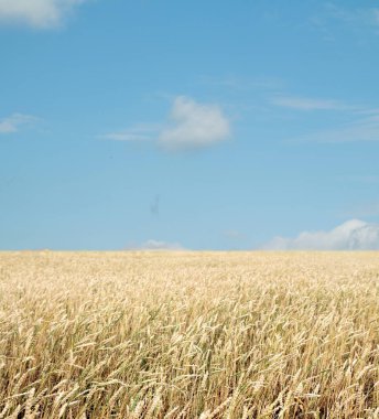 Buğday tarlası ve bulutlu mavi gökyüzü