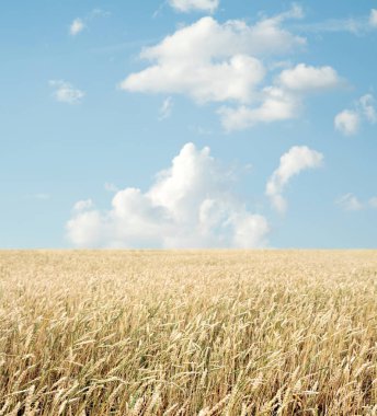 Buğday tarlası ve bulutlu mavi gökyüzü
