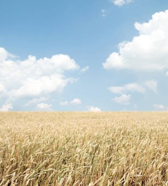 Buğday tarlası ve bulutlu mavi gökyüzü