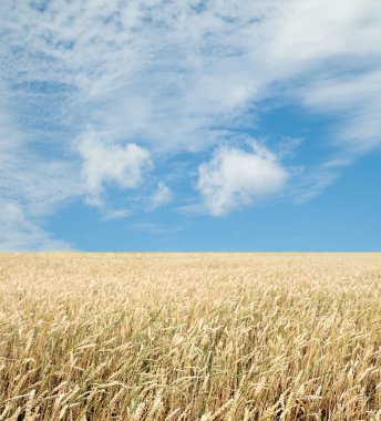 Buğday tarlası ve bulutlu mavi gökyüzü