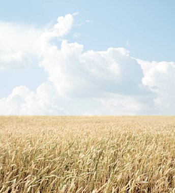 Buğday tarlası ve bulutlu mavi gökyüzü