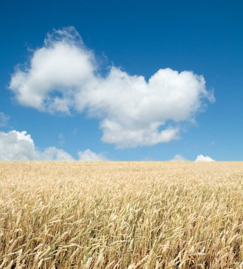 Buğday tarlası ve bulutlu mavi gökyüzü