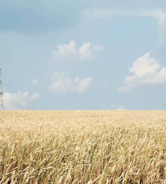 Wheat Field Blue Sky Clouds — Stock Photo, Image