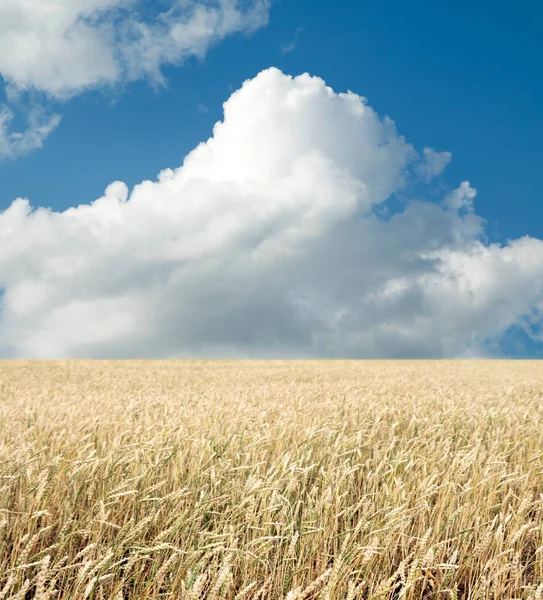 Пшеничное Поле Голубое Небо Облаками — стоковое фото