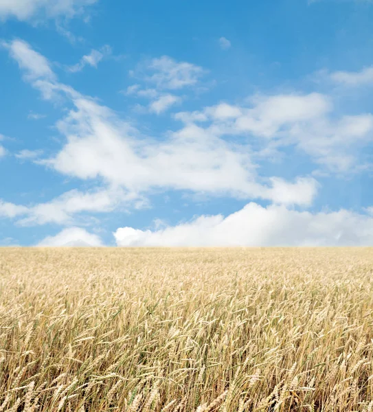 Vetefält Och Blå Himmel Med Moln — Stockfoto