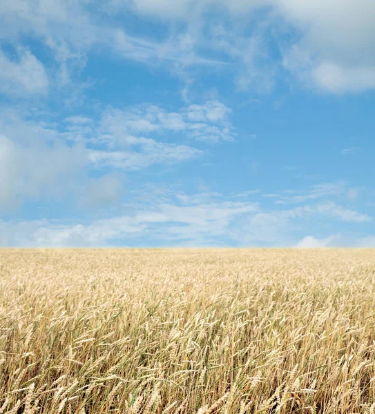 Tarweveld Blauwe Lucht Met Wolken — Stockfoto