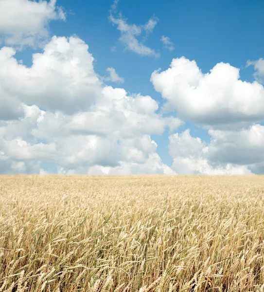 Wheat Field Blue Sky Clouds — Stock Photo, Image