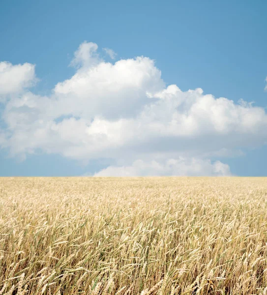 Buğday Tarlası Bulutlu Mavi Gökyüzü — Stok fotoğraf