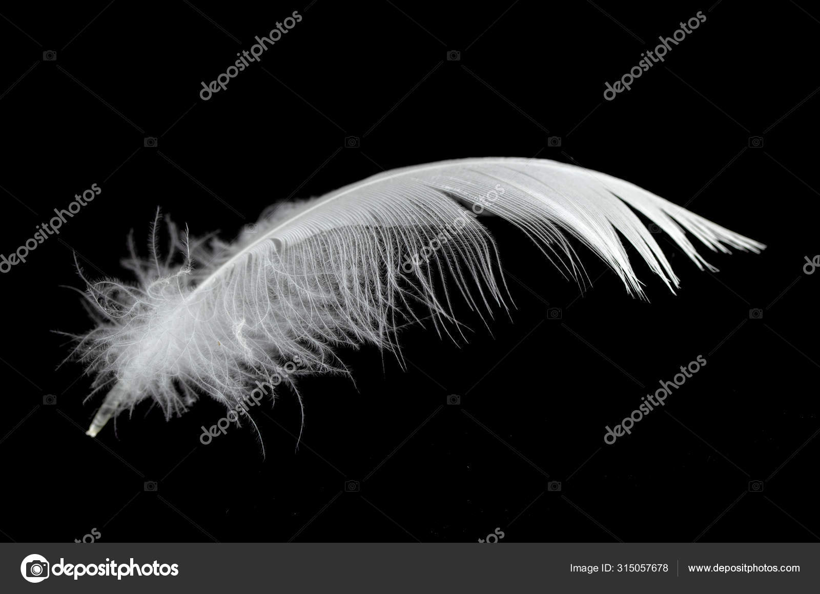 White Swan Feather Black Background Air Abstract White Feathers