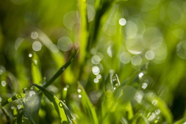 Güneşte yeşil çim, yağmur damlaları bokeh arka plan