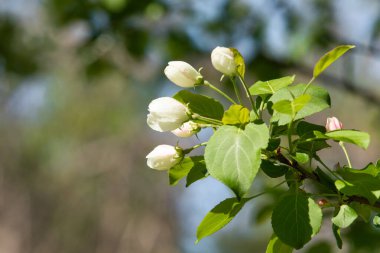 Çiçeklenme elma bahçesi. Elma ağaçları beyaz çiçekler, yeşil yaprakları yakın.
