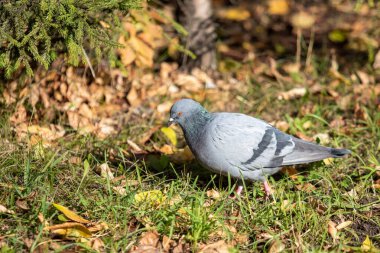 Yabani güvercin, sarı yapraklar çimlerde.
