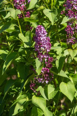 mor çiçekler leylak, bahar doğası
