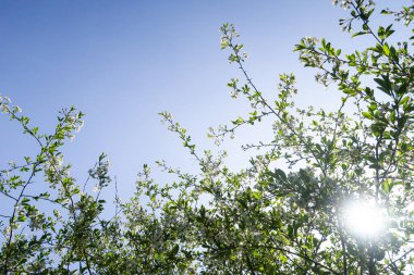 Mavi gökyüzüne karşı elma kiraz beyaz çiçekler. Doğa bahar.