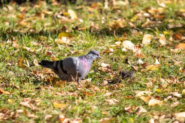 Yabani güvercin, sarı yapraklar çimlerde.