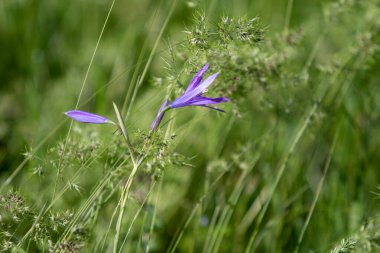 Yeşil çim mavi çiçek Campanula.