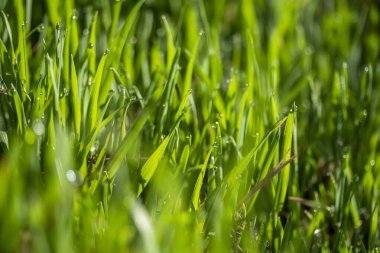 Güneşte yeşil çim, yağmur damlaları bokeh arka plan