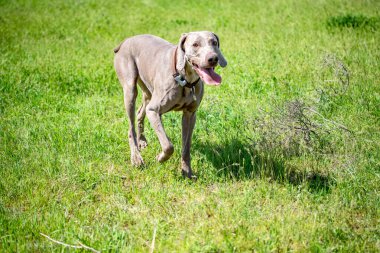 Köpek avcılık, doğa yeşil alan yaz.