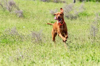 Av kırmızı köpek yeşil çim üzerinde çalışır. Yaz yeşili çayır.