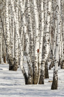 Huş ağacı orman kış manzarası.